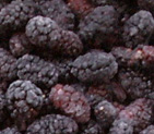 IQF Mulberry